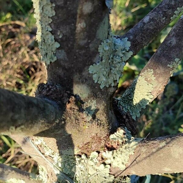 Magnolia virginiana Bark