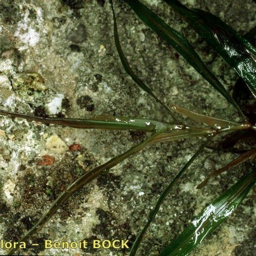 Potamogeton obtusifolius Habitus