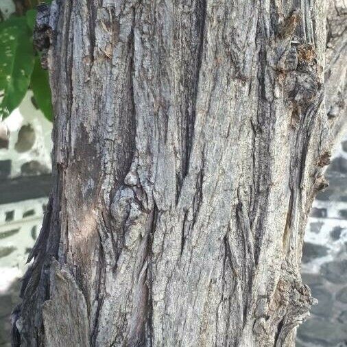 Crescentia alata Bark