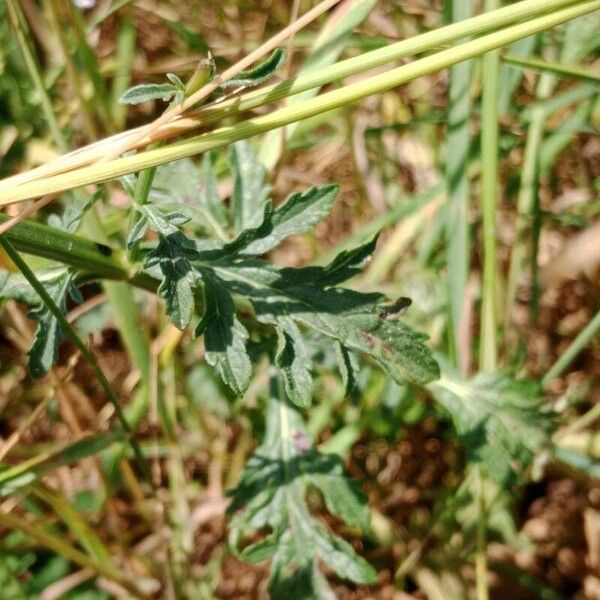 Verbena officinalis Blad