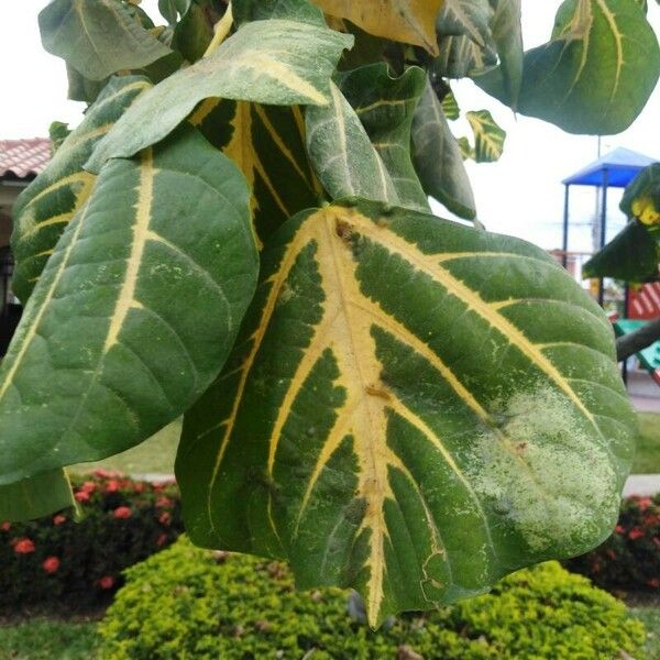 Erythrina variegata ᱥᱟᱠᱟᱢ