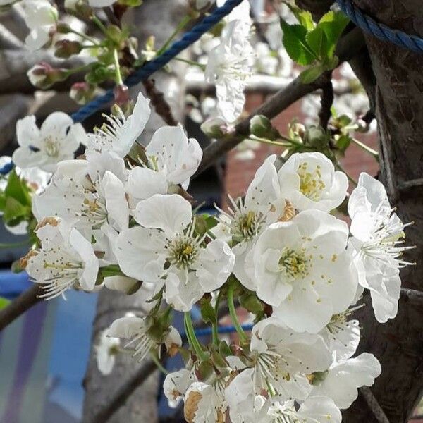 Prunus cerasus Flower