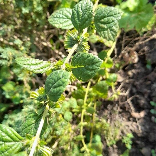 Hyptis mutabilis Folha