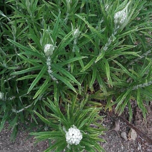 Anaphalis margaritacea Flower