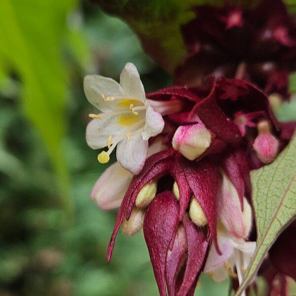 Leycesteria formosa Blüte