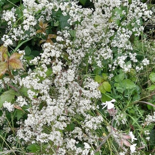 Galium album Habitus