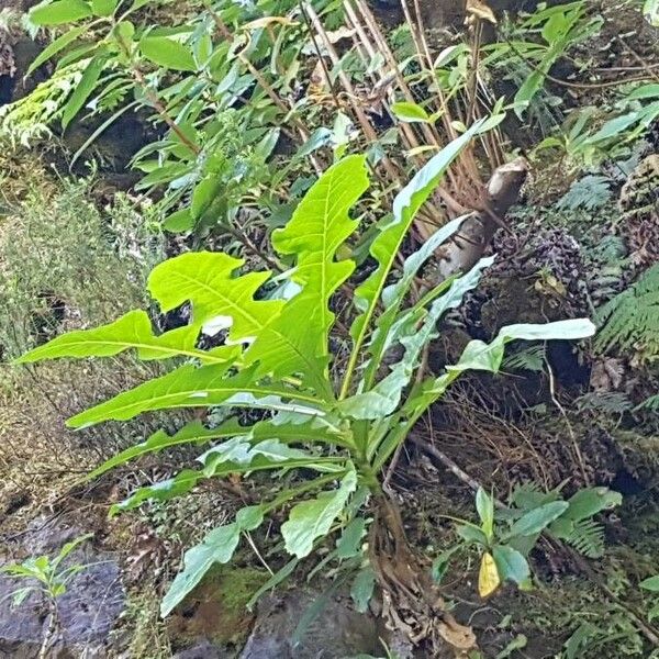 Sonchus fruticosus Blomma