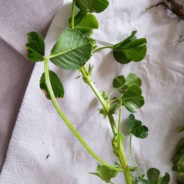 Medicago praecox Hostoa