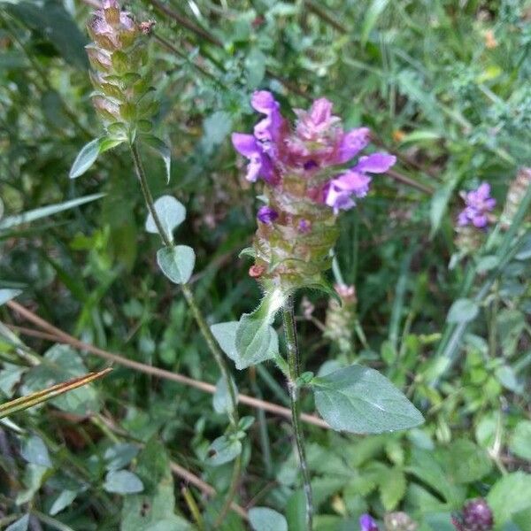 Prunella vulgaris Blüte