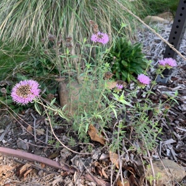 Monardella odoratissima Flower