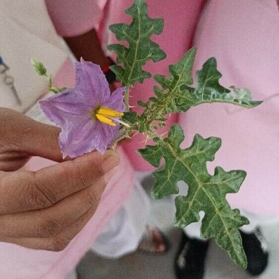 Solanum virginianum Floro