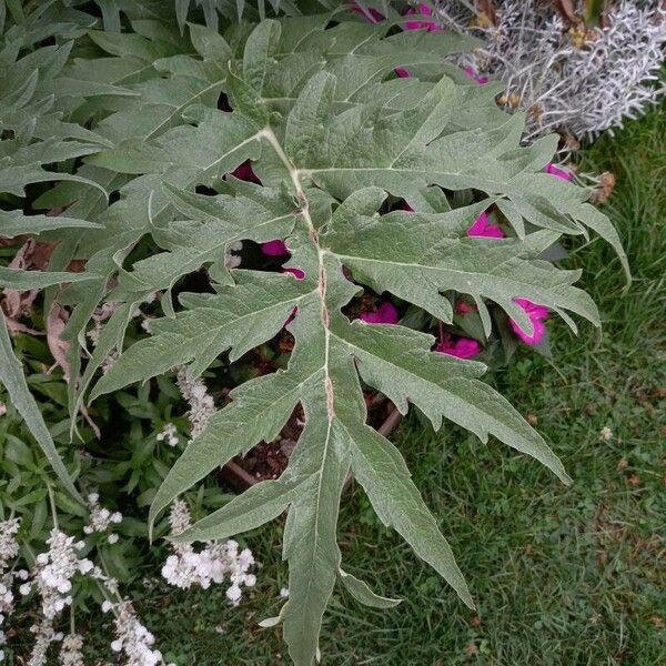 Cynara cardunculus Leht