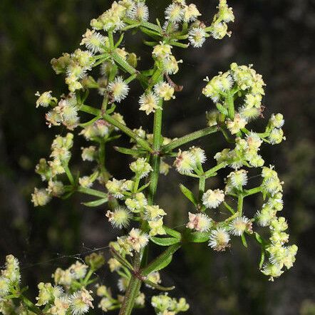 Galium angustifolium Кветка