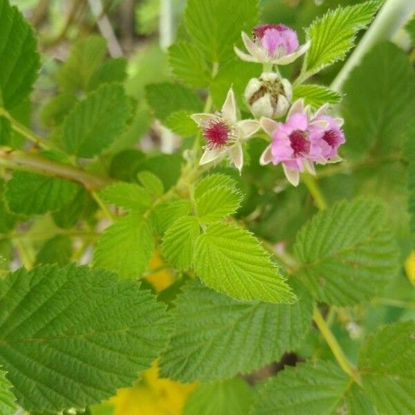 Rubus niveus Квітка