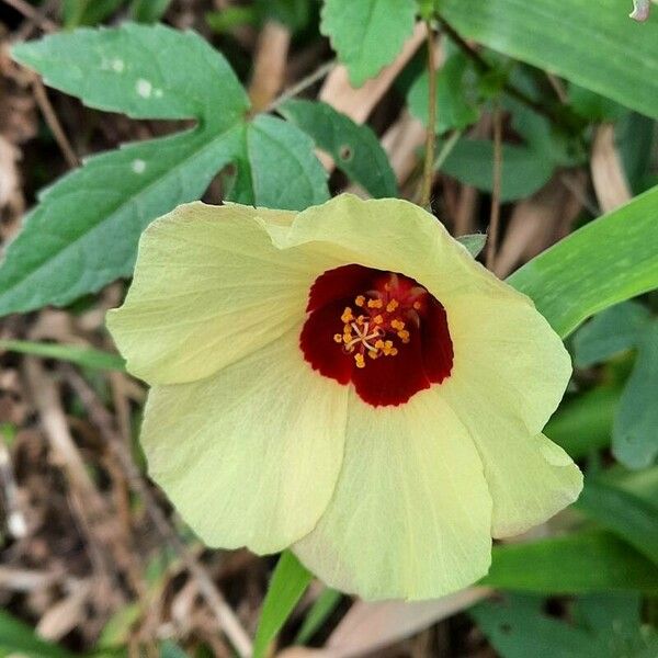 Hibiscus surattensis Blomma