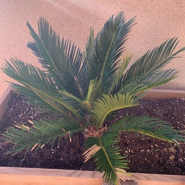 Cycas revoluta Blad