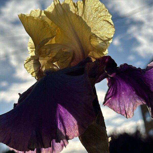 Iris barbatula Flor