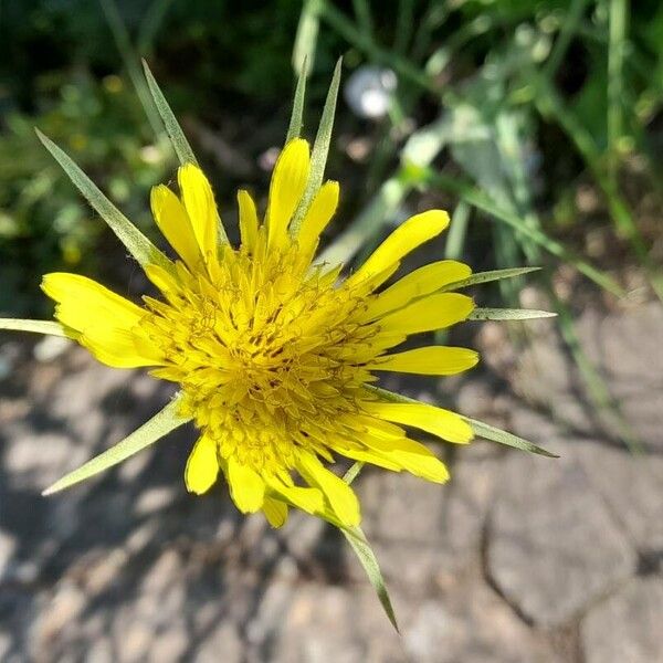 Tragopogon dubius Цветок