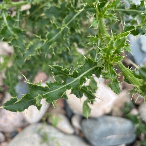 Cirsium arvense Lehti