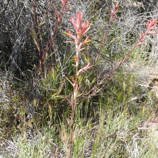 Castilleja linariifolia Habit