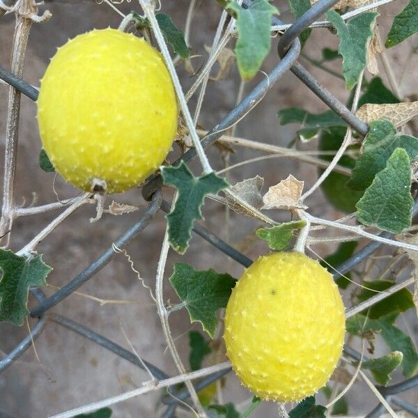 Cucumis prophetarum Frucht