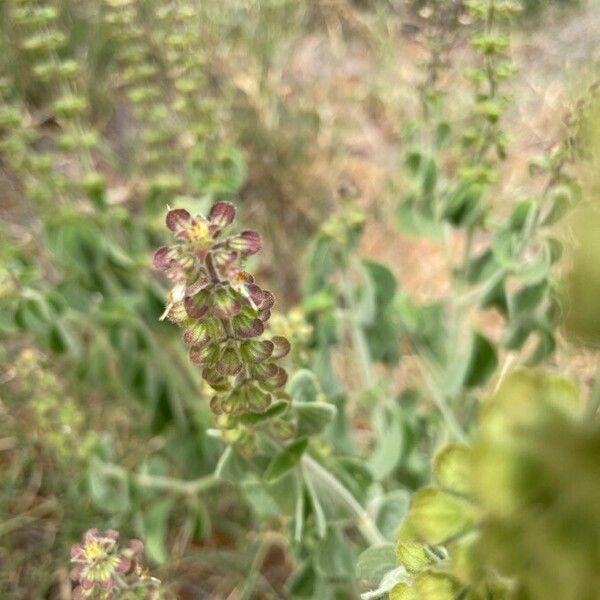 Ocimum gratissimum Flor