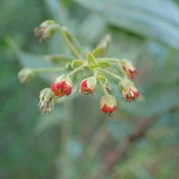 Coriaria myrtifolia Květ