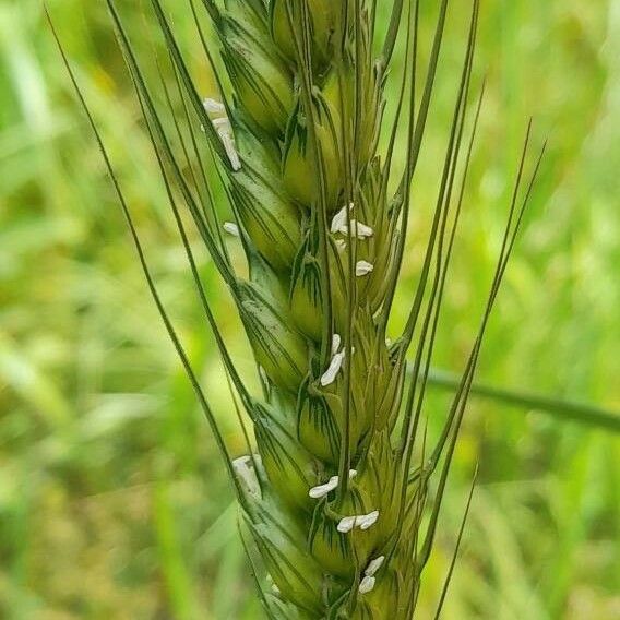 Triticum turgidum Blomst