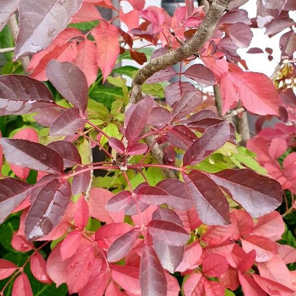 Fraxinus ornus Other