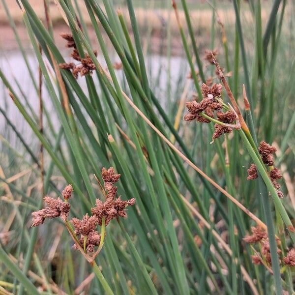 Schoenoplectus tabernaemontani Flor