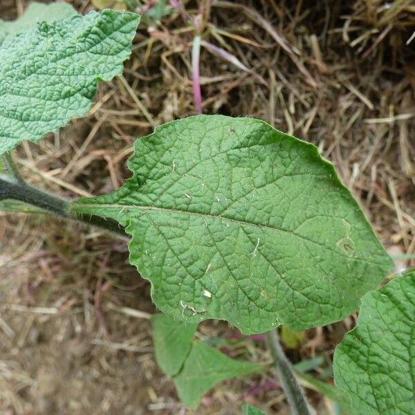 Heliotropium indicum Leaf