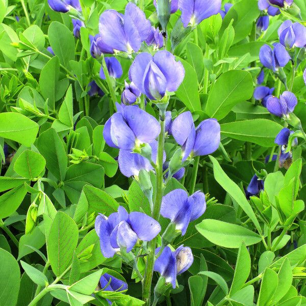 Baptisia australis 花