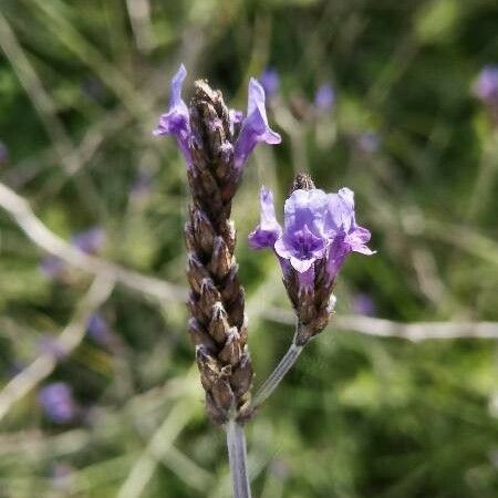 Lavandula multifida Kukka