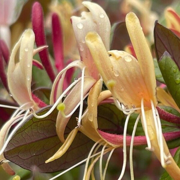 Lonicera caprifolium ফুল