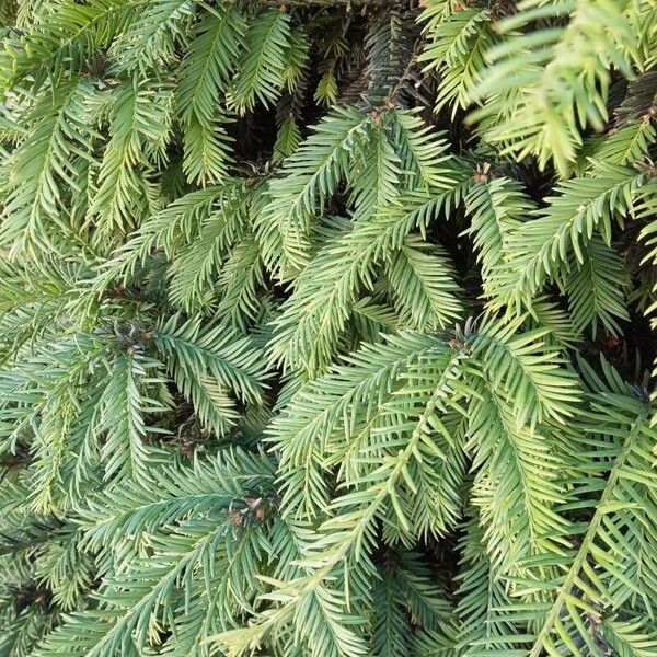 Sequoia sempervirens Blatt