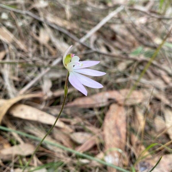 Caladenia catenata Blomst