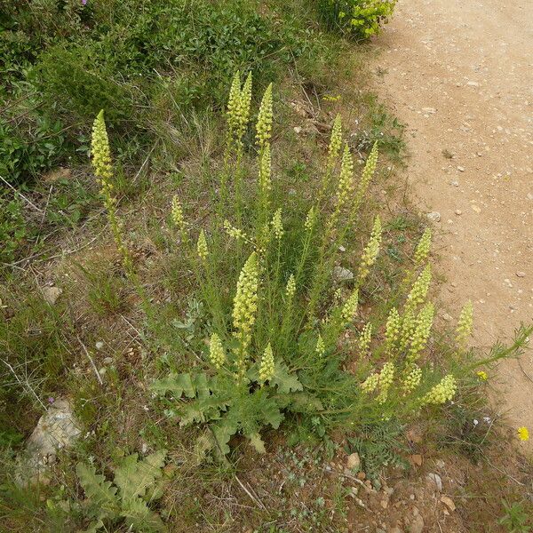 Reseda lutea Vekstform