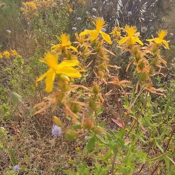 Hypericum perfoliatum Flors