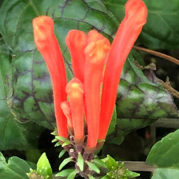 Scutellaria costaricana Kvet