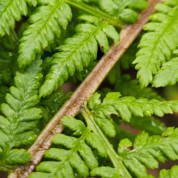 Athyrium filix-femina Écorce