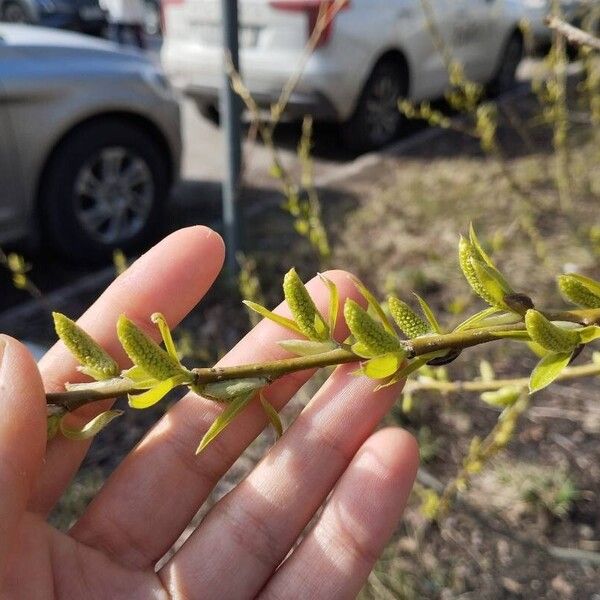 Salix myrsinifolia Kwiat