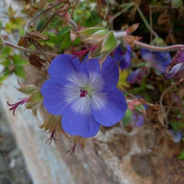 Geranium pratense ᱵᱟᱦᱟ