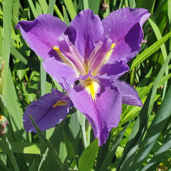 Iris ensata Blüte