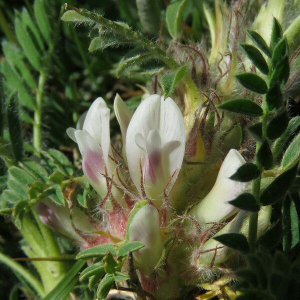 Astragalus sempervirens Kvet