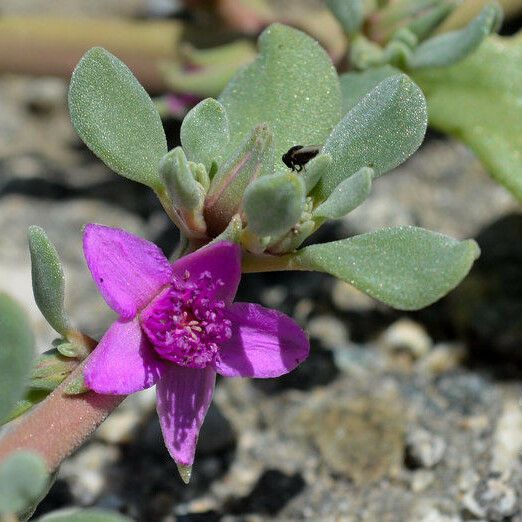 Sesuvium revolutifolium Flor