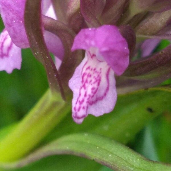 Dactylorhiza incarnata Flor