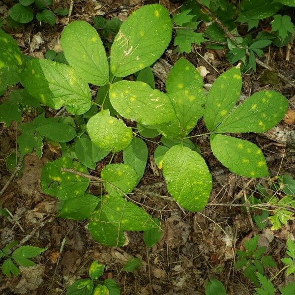 Aralia nudicaulis List