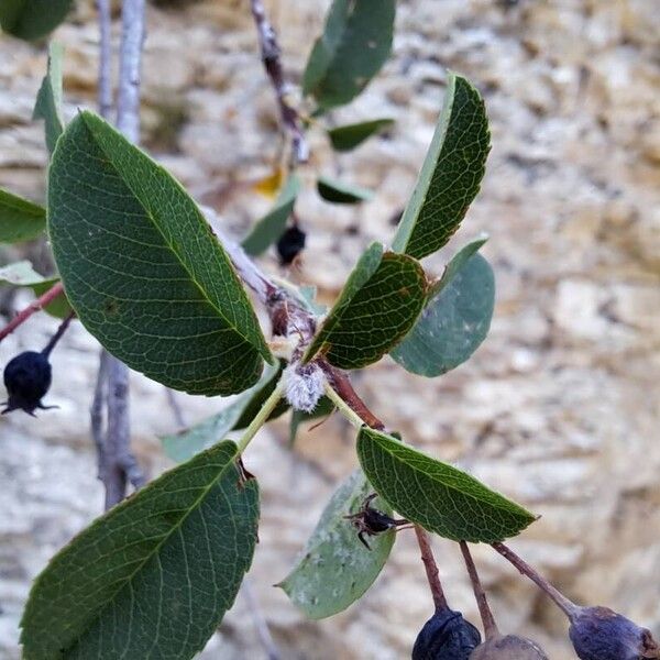 Amelanchier ovalis Blatt