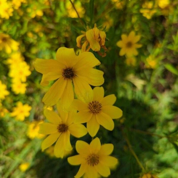 Bidens aristosa Flower