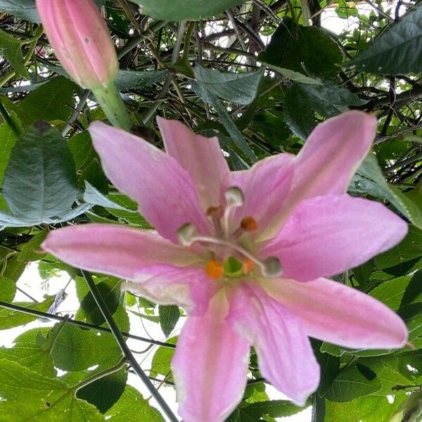 Passiflora tripartita Flor